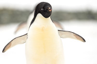 apeacock_antarctica_241214-9441