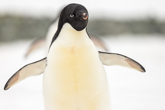 apeacock_antarctica_241214-9441