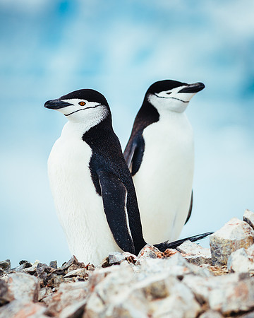 apeacock_antarctica_121226-3374