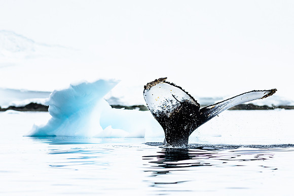 apeacock_antarctica_121225-2501